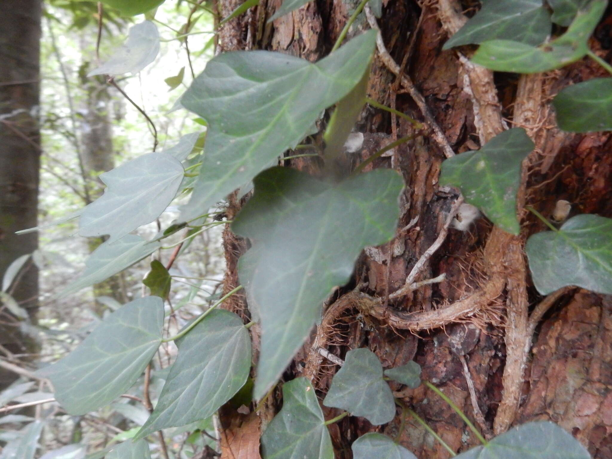 Image of Hedera rhombea (Miq.) Paul