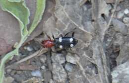 Image of Allonyx quadrimaculatus (Schaller 1783)