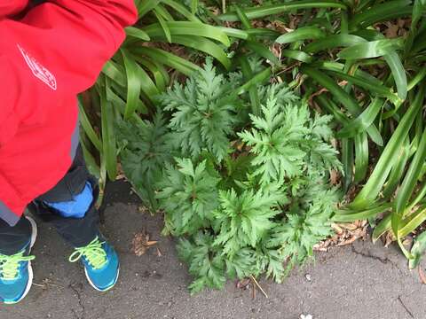 Image of Madiera cranesbill