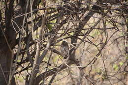 Image of African Barred Owlet