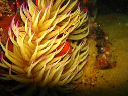 Image of False plum anemone