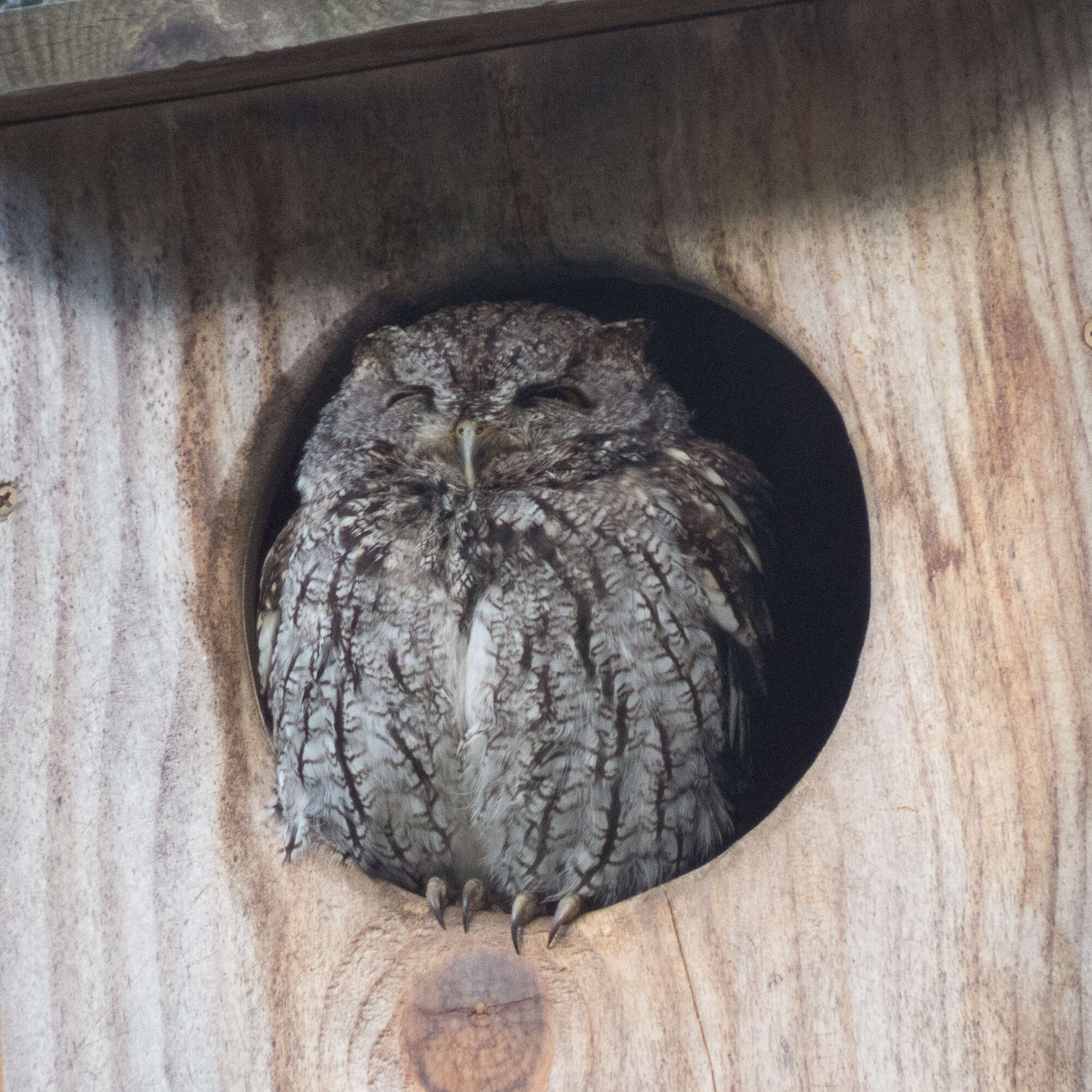 Image of Western Screech Owl