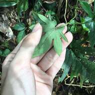 Image de Aristolochia cucurbitifolia Hayata