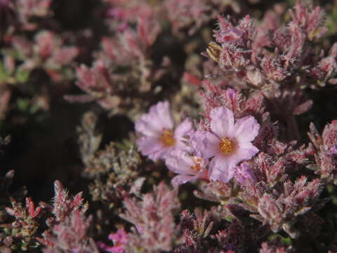 Image de Frankenia capitata Webb & Berthel.