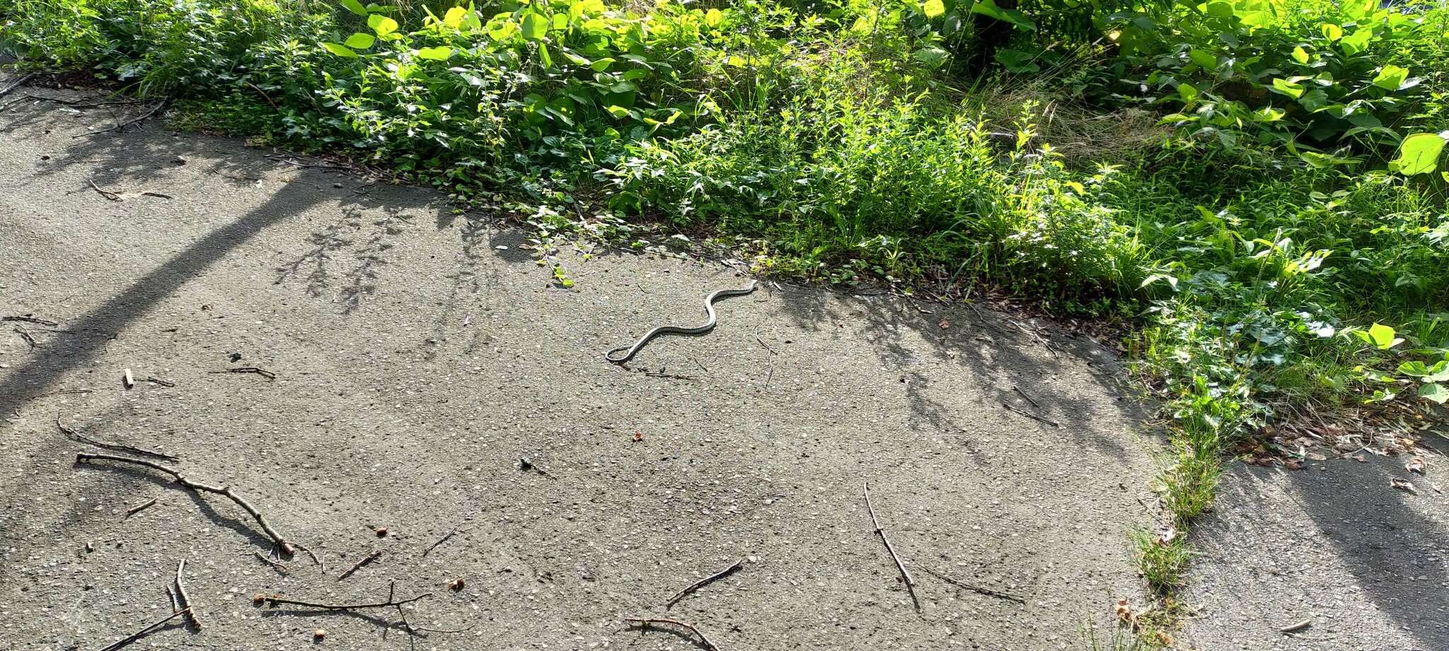 Image of Japanese Rat Snake