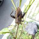 Pachylis laticornis (Fabricius 1798)的图像