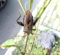 Pachylis laticornis (Fabricius 1798)的图像