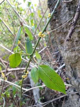 Image of Anisocycla grandidieri Baill.