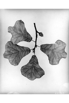 Image of Blackjack Oak
