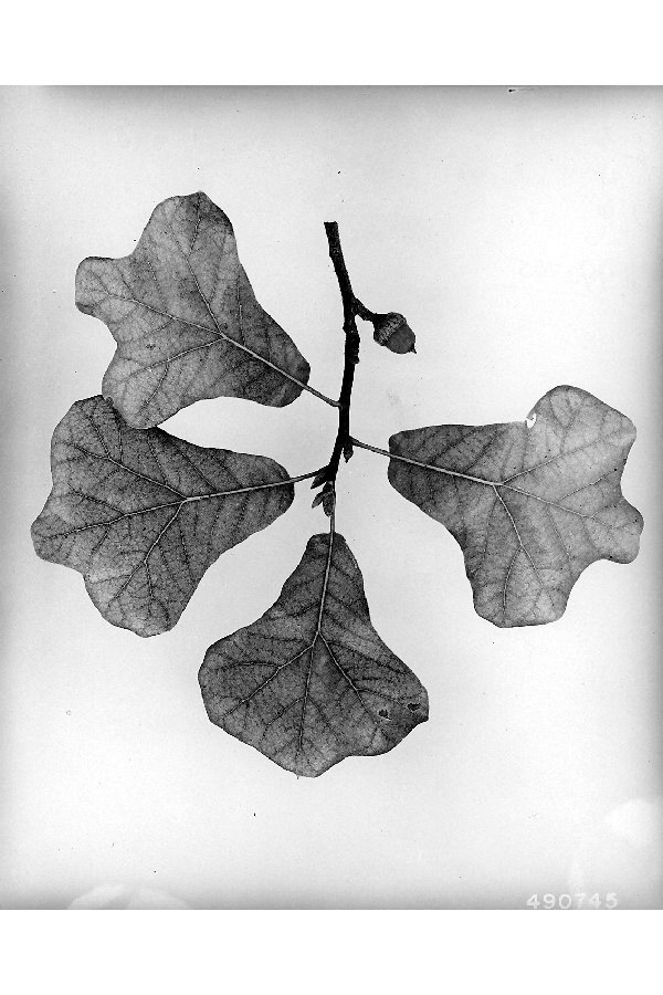 Image of Blackjack Oak