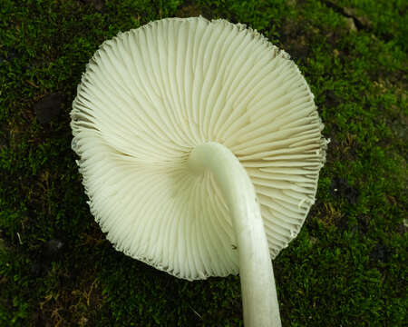 Image of Oudemansiella cubensis (Berk. & M. A. Curtis) R. H. Petersen 2010