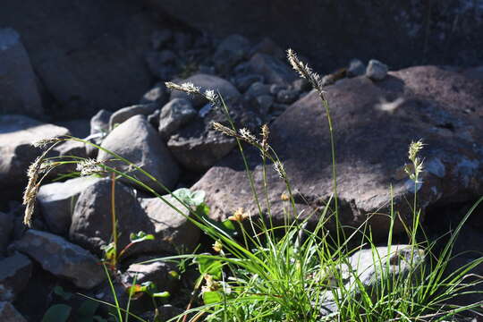 Слика од Carex petricosa var. petricosa