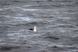 Image of black-browed albatross