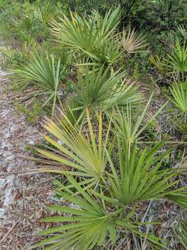 Image of scrub palmetto