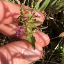 Image of Scutellaria humilis R. Br.