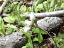 Antennaria parlinii subsp. parlinii resmi