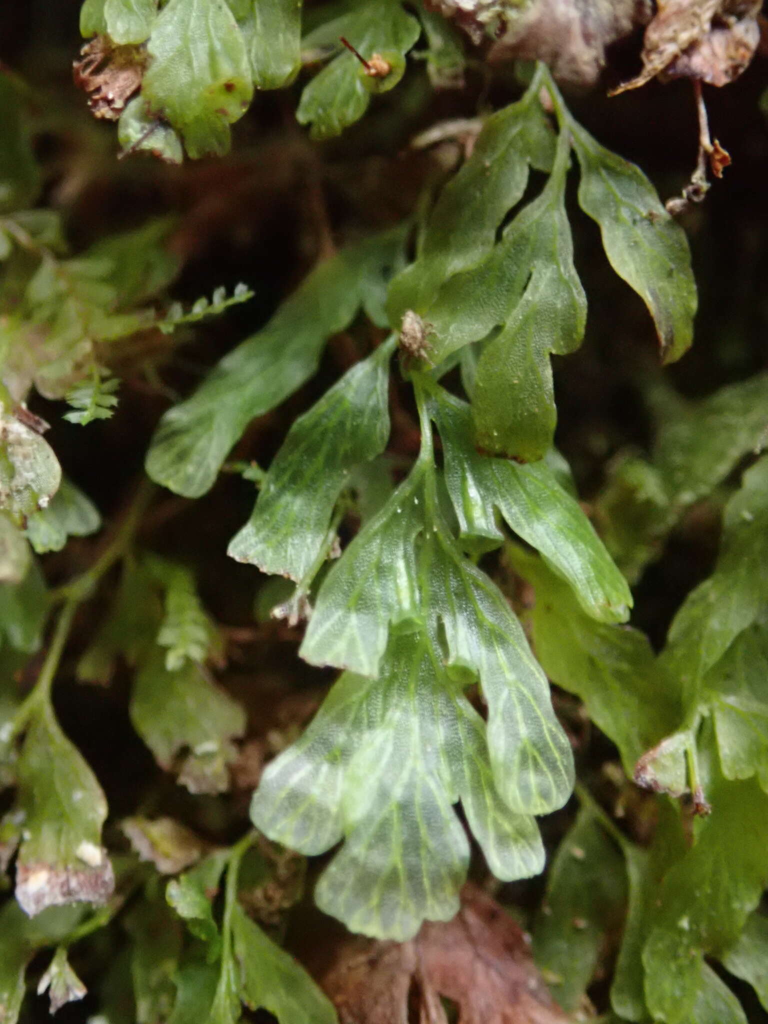 Image of Polyphlebium venosum (R. Br.) Copel.