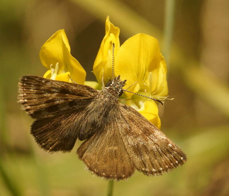 Image of dingy skipper