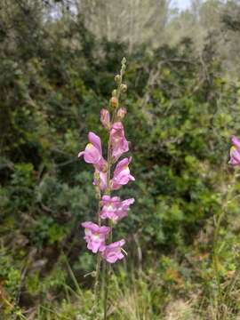 Plancia ëd Antirrhinum litigiosum Pau