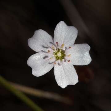 Image of Drosera mannii Cheek