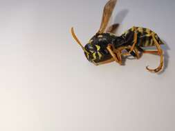 Image of Polistes associus Kohl 1898