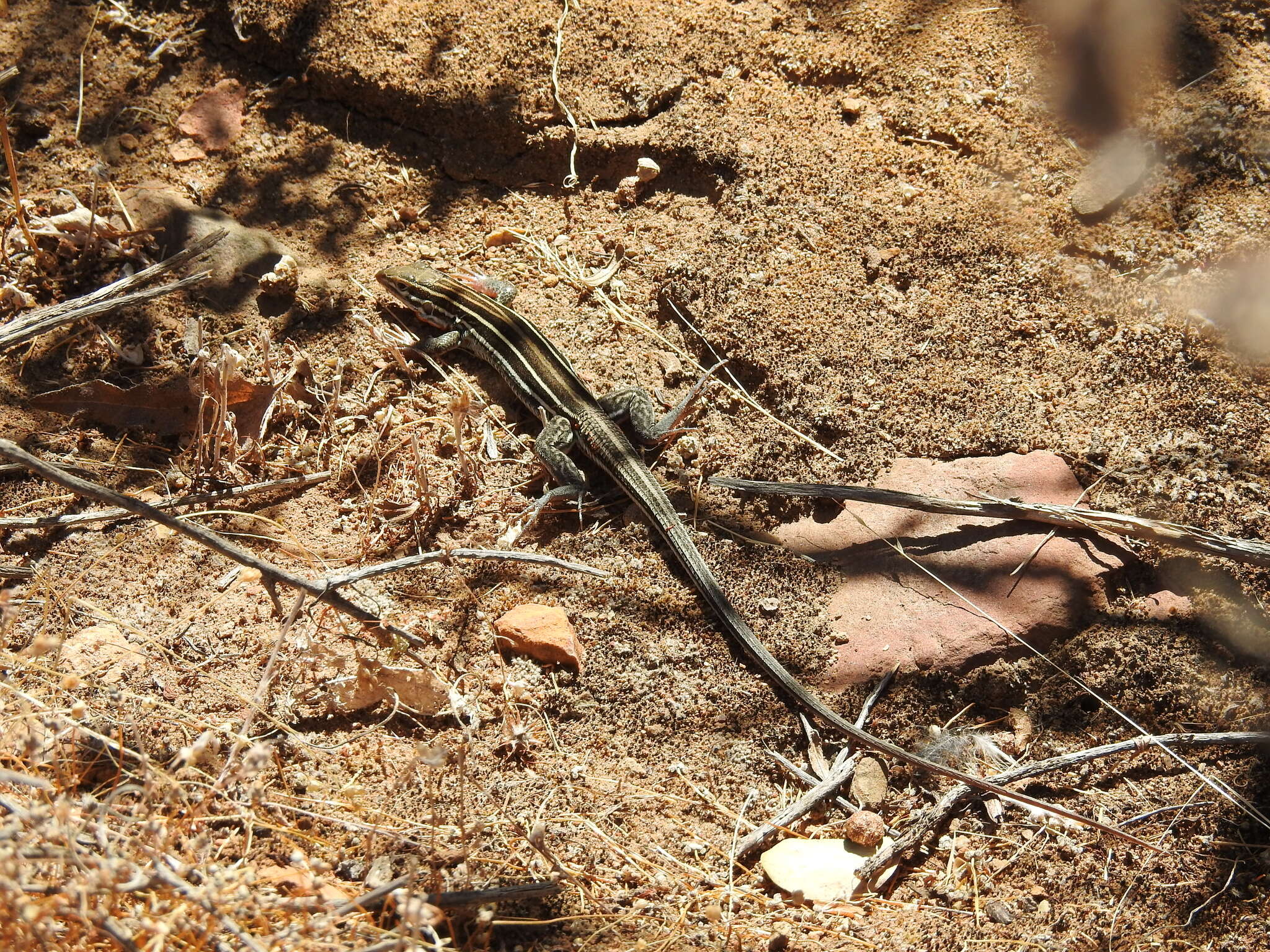 Image of Orange-throated Race-runner