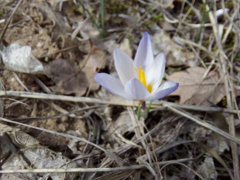 صورة Crocus tauricus (Trautv.) Puring