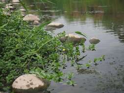 صورة Ludwigia taiwanensis C. I. Peng