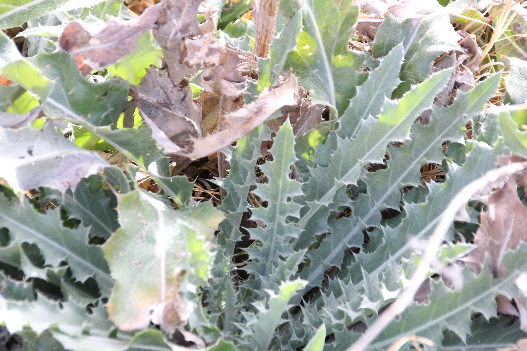 Plancia ëd Cirsium mohavense (Greene) Petr.