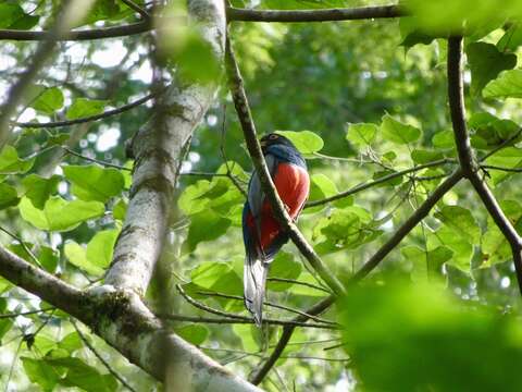 Image of Black-tailed Trogon