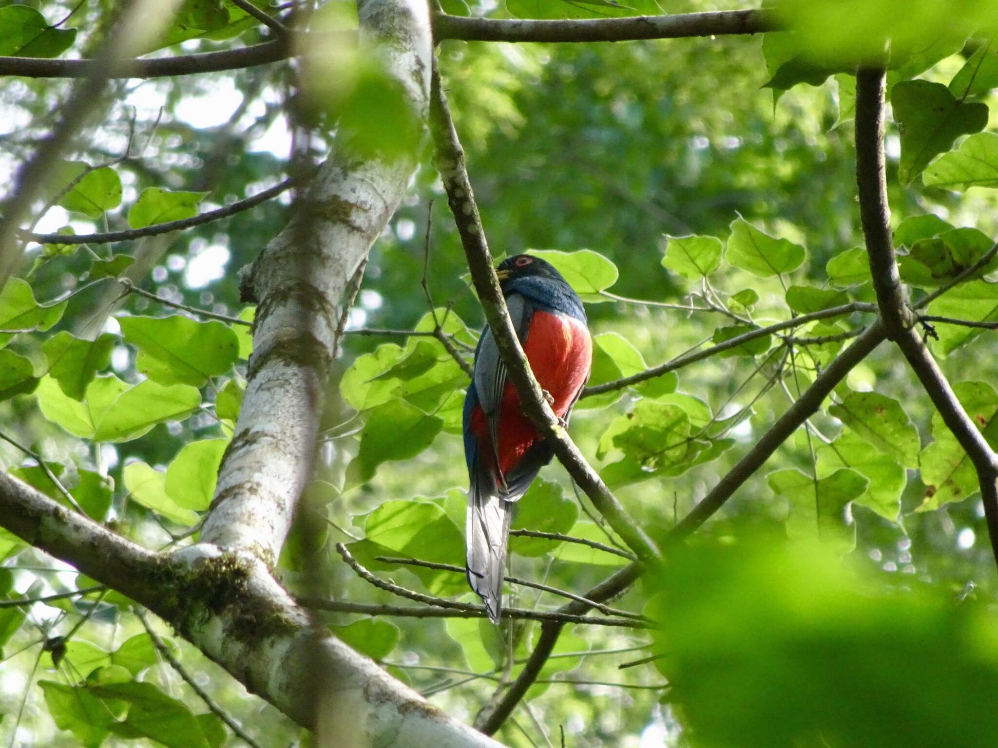 صورة Trogon melanurus Swainson 1838