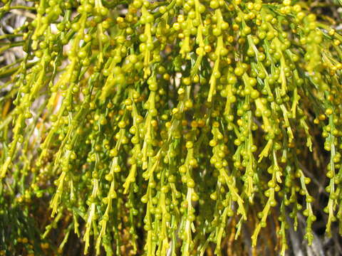 Image of whisk fern