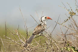 Image of Western Red-billed Hornbill