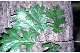 Image of Schneck's oak