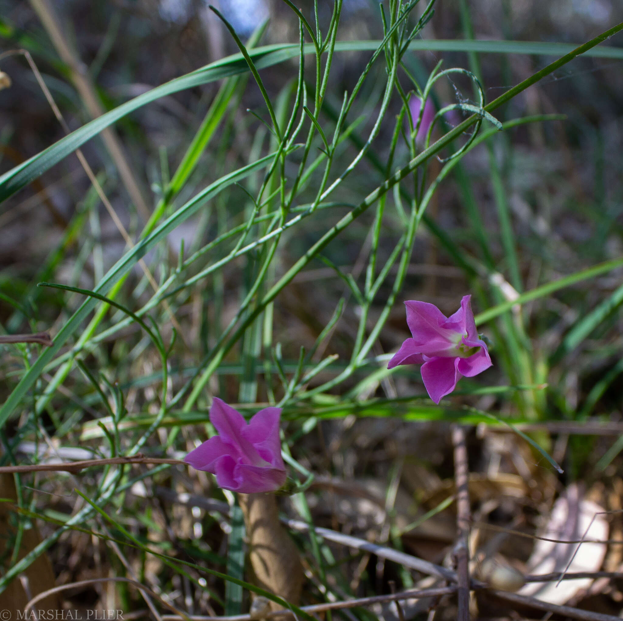 Image of Convolvulus angustissimus R. Br.