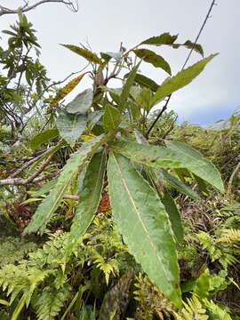 Слика од Pterophylla samoensis (A. Gray) Pillon & H. C. Hopkins