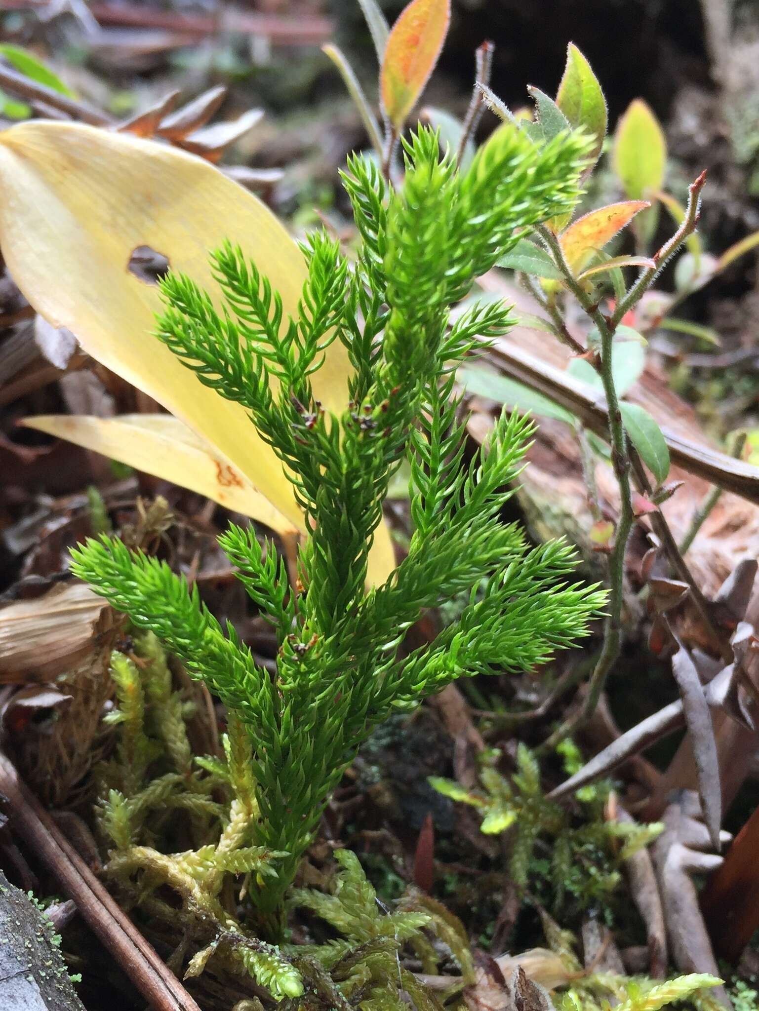 Imagem de Dendrolycopodium hickeyi (W. H. Wagner, Beitel & R. C. Moran) A. Haines