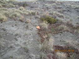 Image of Carpobrotus N. E. Br.