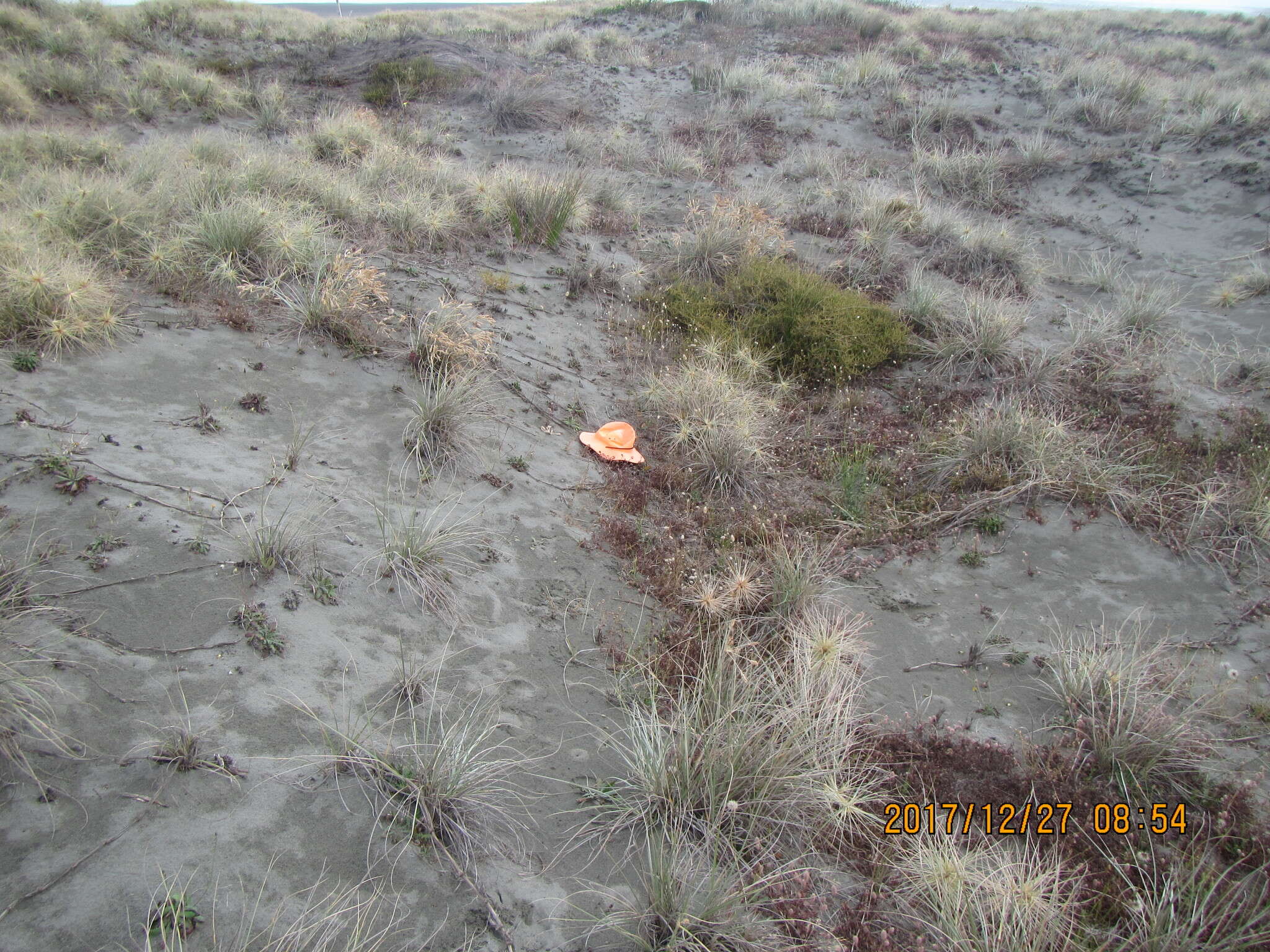 Image of Carpobrotus N. E. Br.