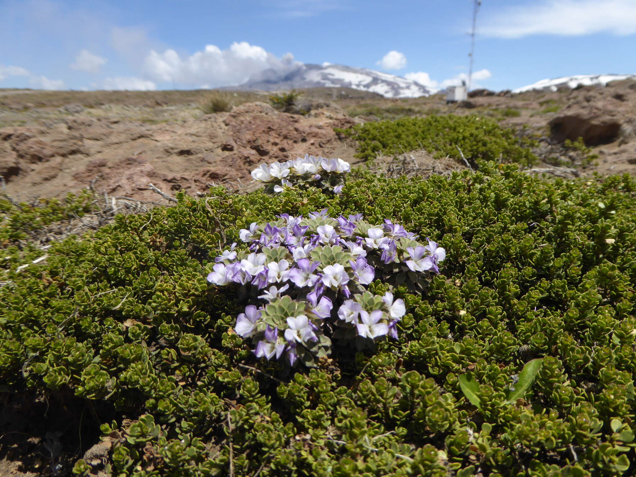 Sivun Viola cotyledon Ging. kuva