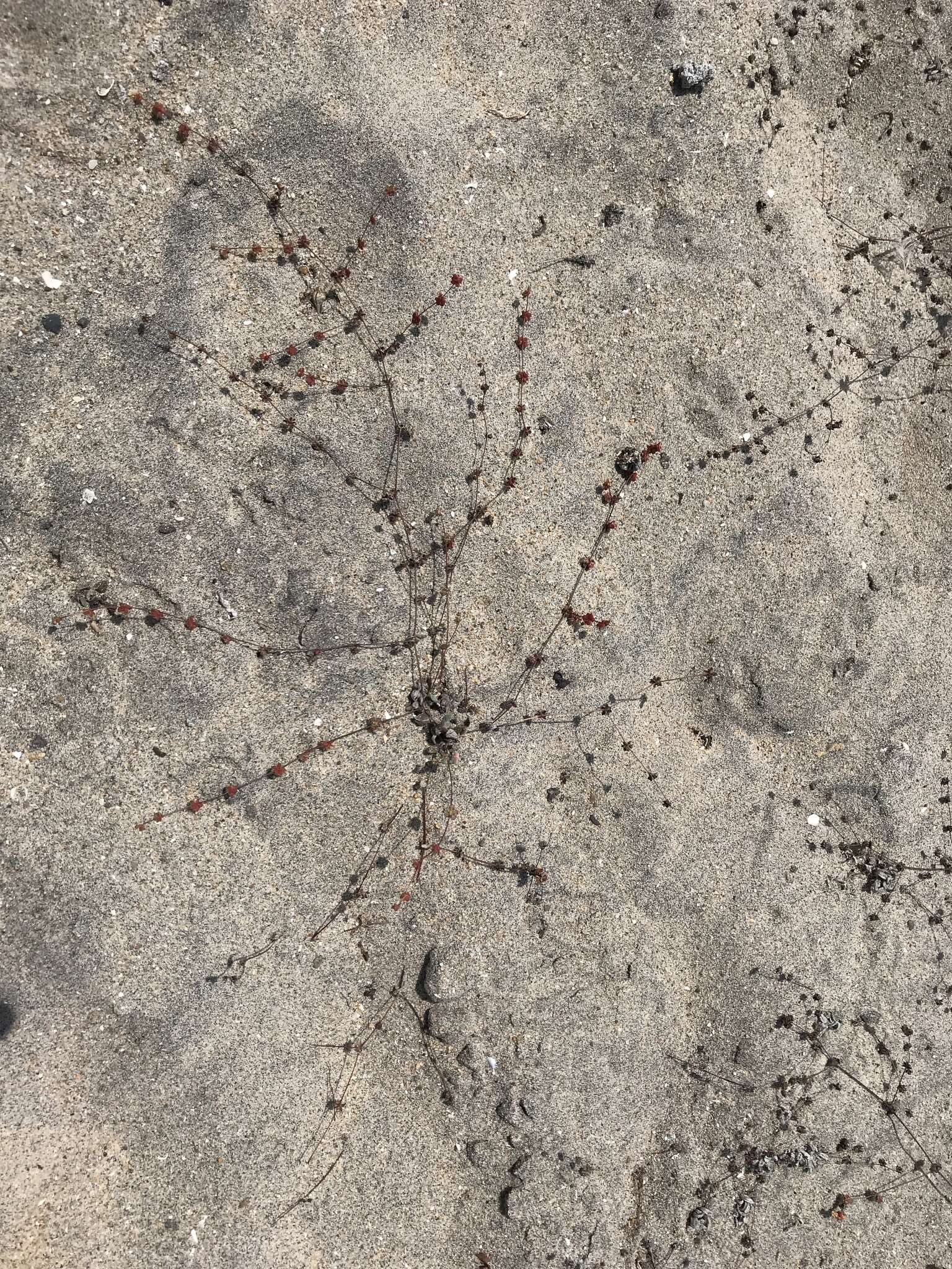 Image of cottonheads