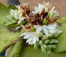 Image de Calyptrochilum emarginatum (Afzel. ex Sw.) Schltr.