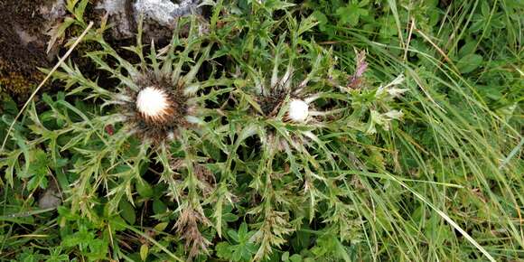 Слика од Carlina acaulis subsp. caulescens (Lam.) Schübl. & G. Martens