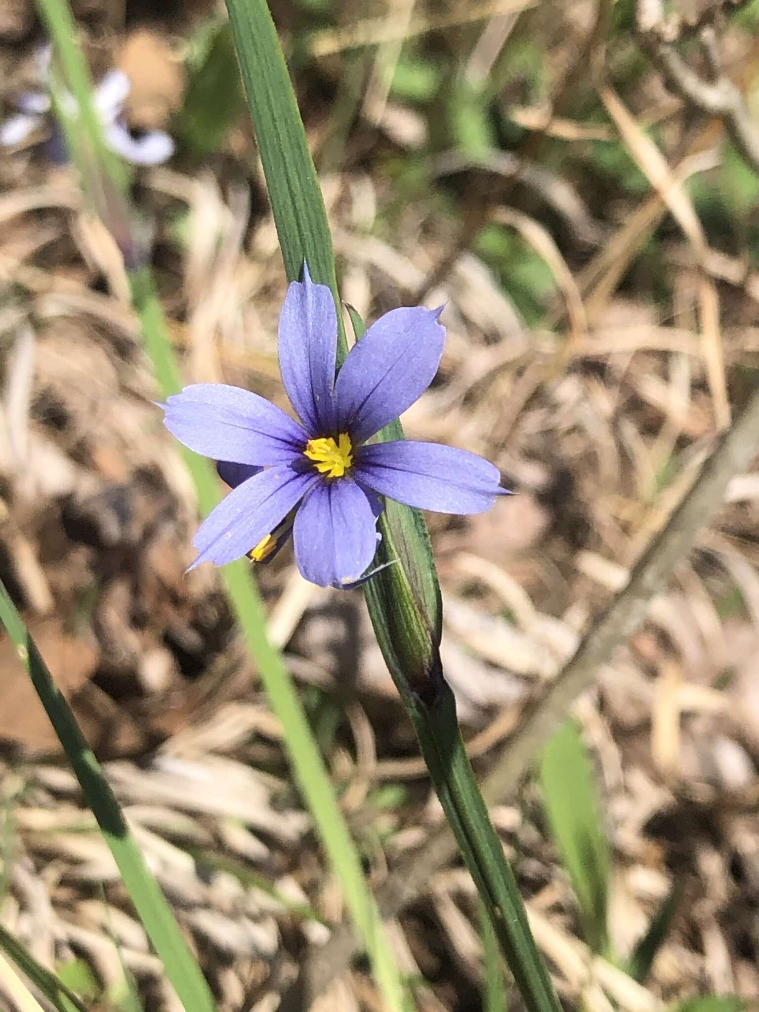 Image of Needle-Tip Blue-Eyed-Grass