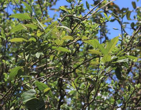 Argyreia elliptica (Roth) Choisy的圖片