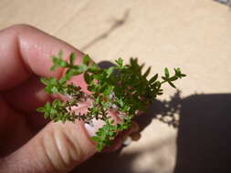 Image of graceful bedstraw