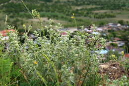 Image of horehound