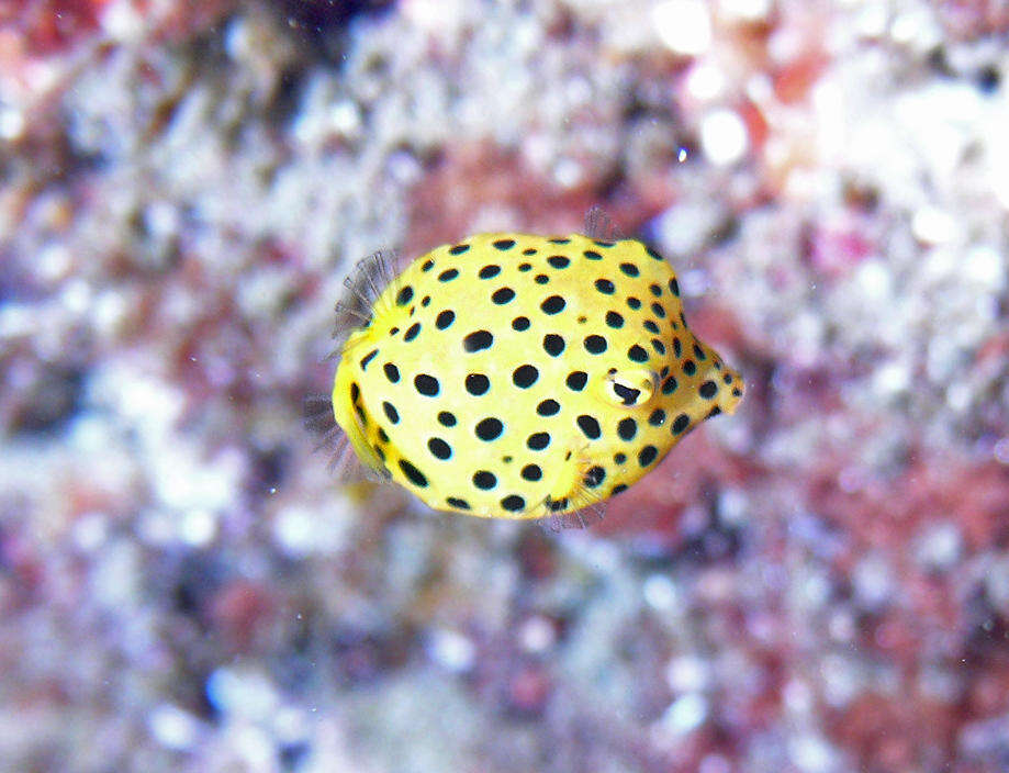 Image of Yellow boxfish