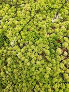 Image of sphagnum