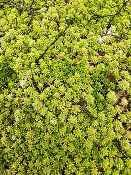 Слика од Sphagnum centrale C. E. O. Jensen 1896